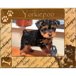 Yorkiepoo - Dog Breed Picture Frame